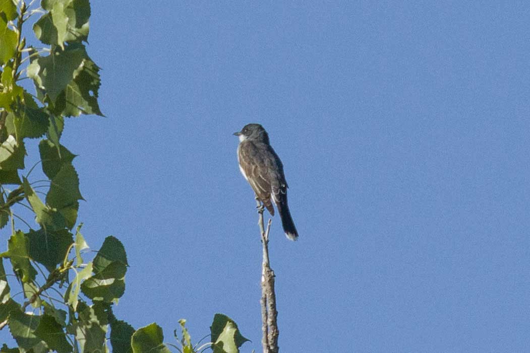 Eastern Kingbird - ML478901181