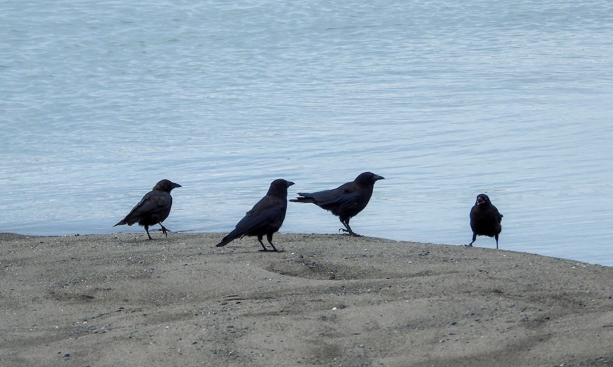 American Crow - ML478901251