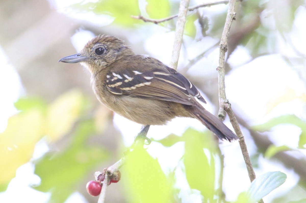 Black-crowned Antshrike - ML47890211