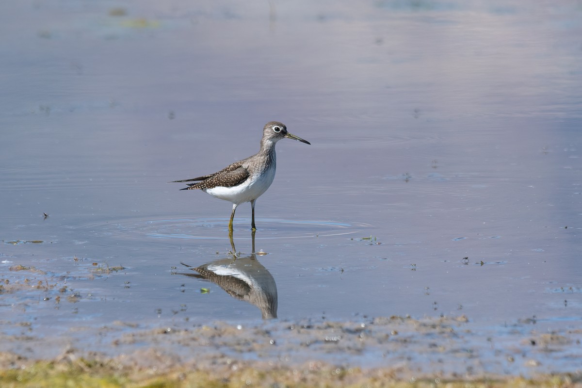 Solitary Sandpiper - ML478902461