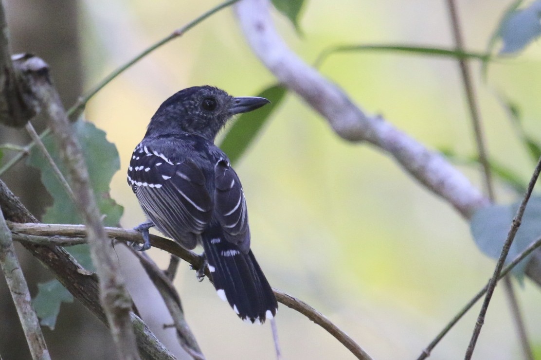 Black-crowned Antshrike - ML47890251