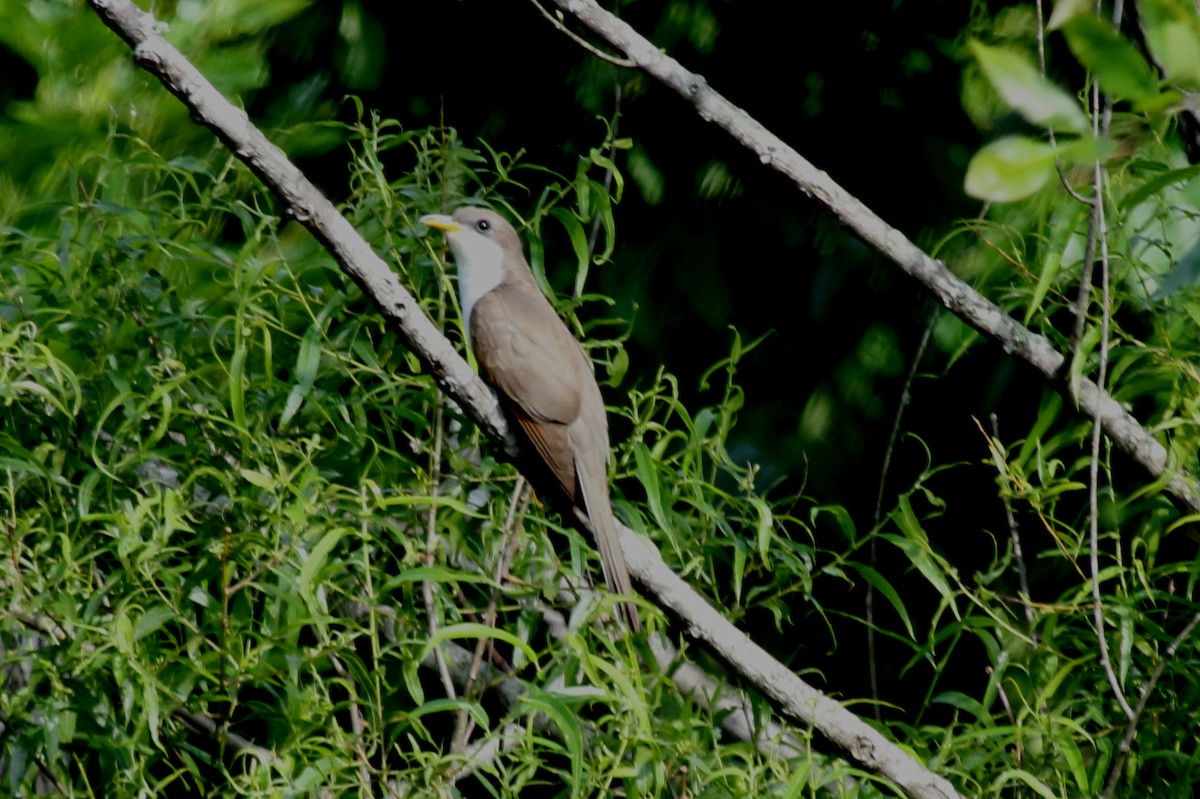 Yellow-billed Cuckoo - ML478902701