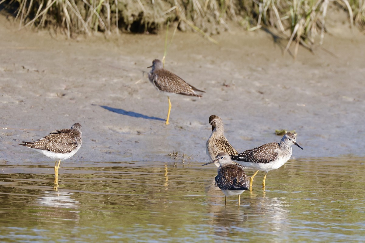 Lesser Yellowlegs - ML478903311