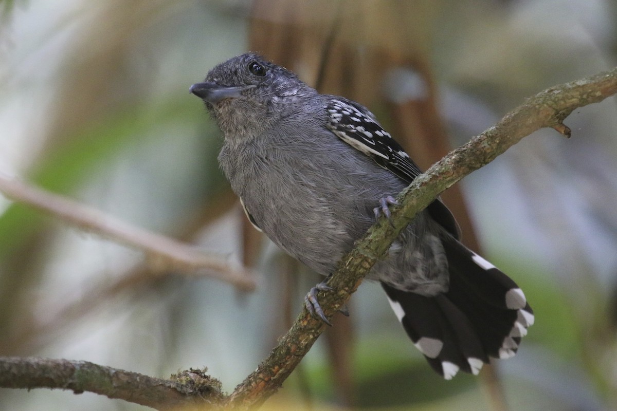 Black-crowned Antshrike - ML47890341