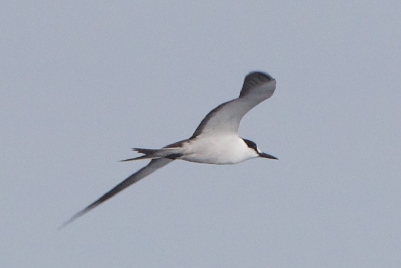 Sooty Tern - Eliot VanOtteren