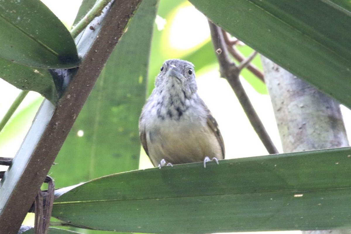 Checker-throated Stipplethroat - ML47890441