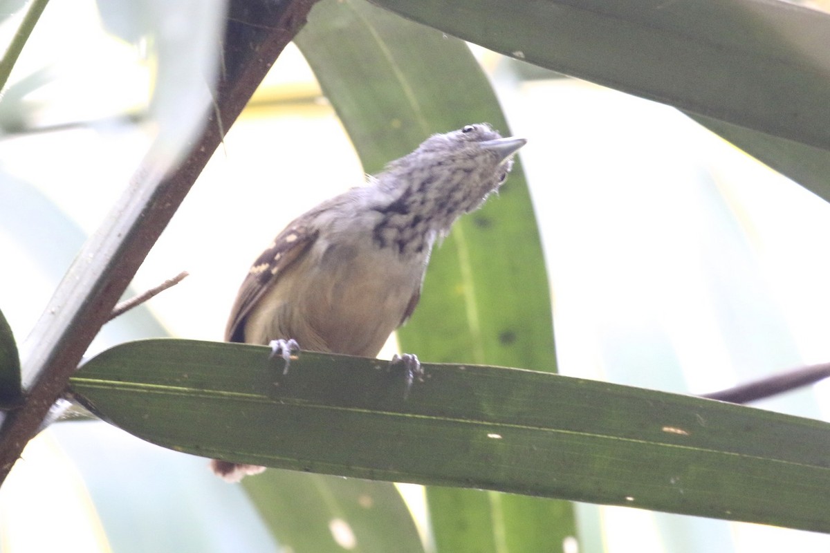 Checker-throated Stipplethroat - ML47890451