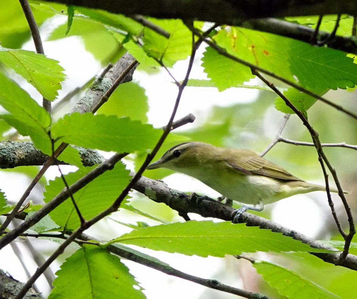 Red-eyed Vireo - ML478904771