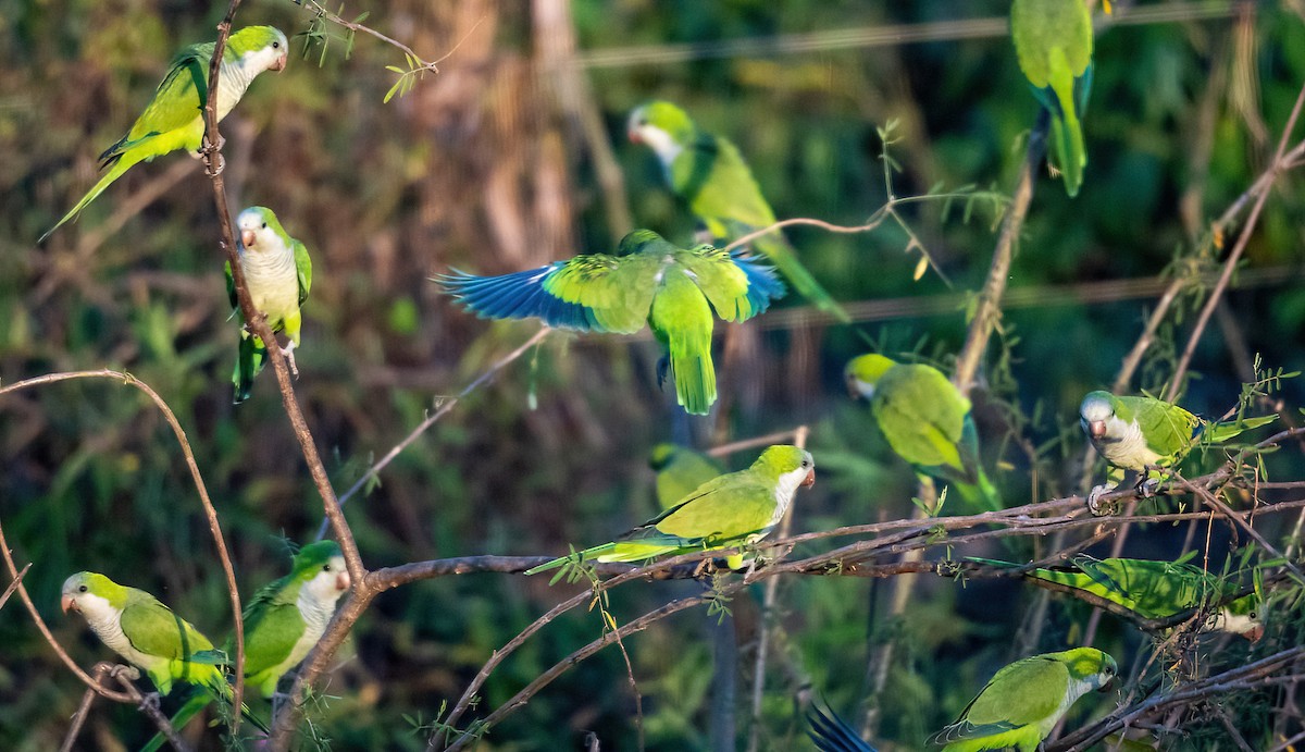 Monk Parakeet - ML478904801