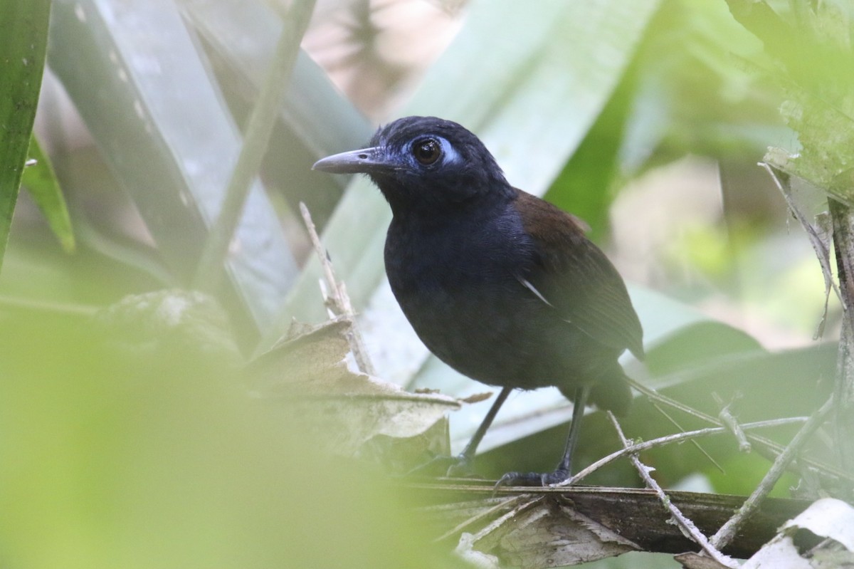 Chestnut-backed Antbird - ML47890481