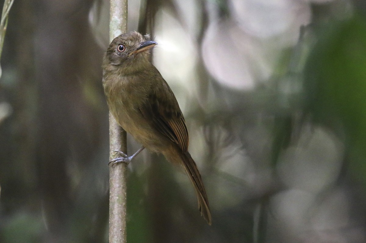 Brownish Twistwing - ML47890491