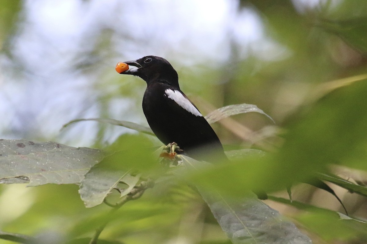 White-shouldered Tanager - ML47890591