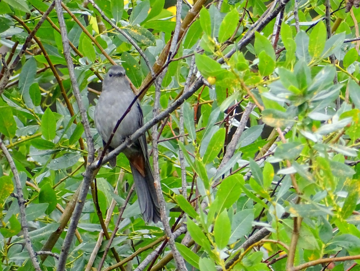 Gray Catbird - Paul Foth