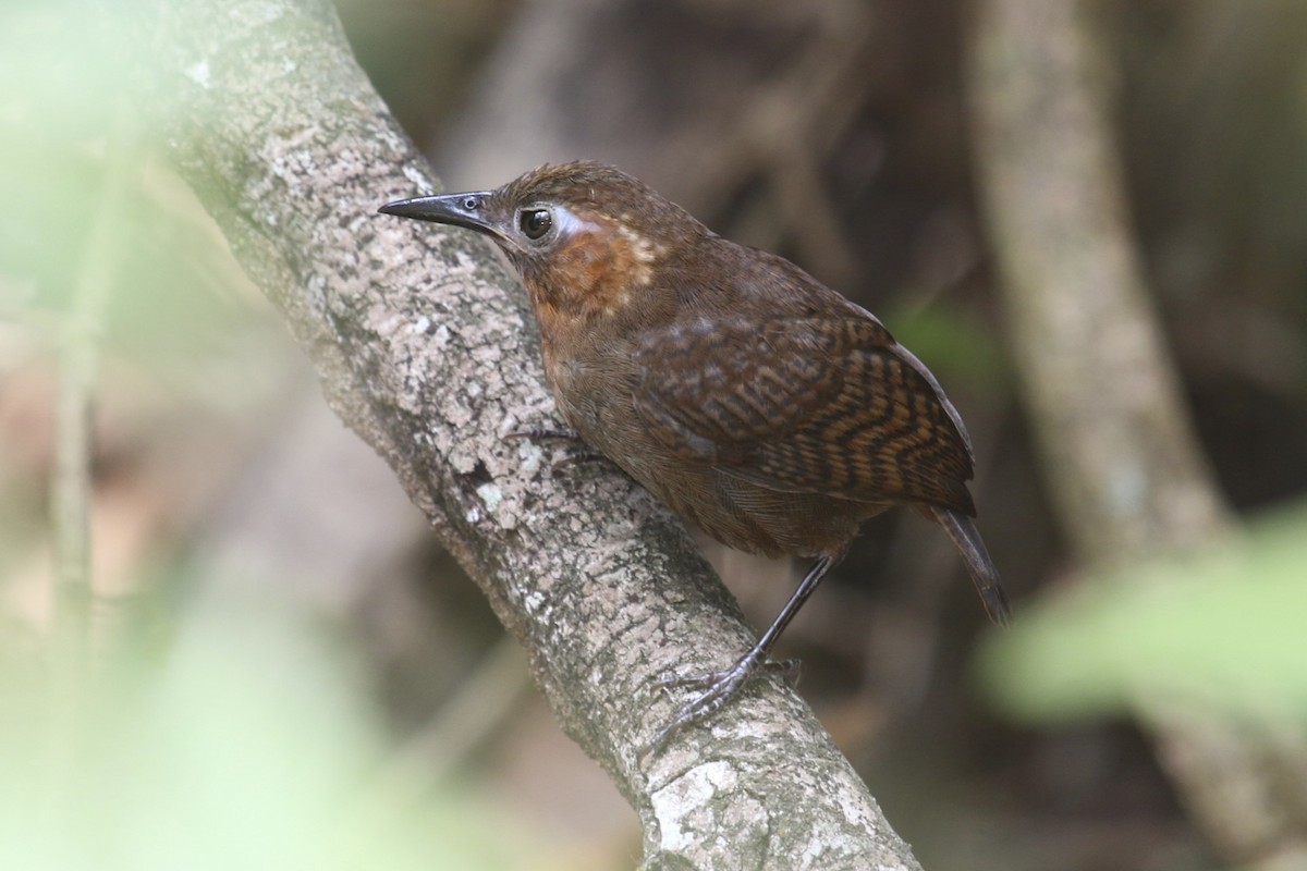 Song Wren - ML47890711