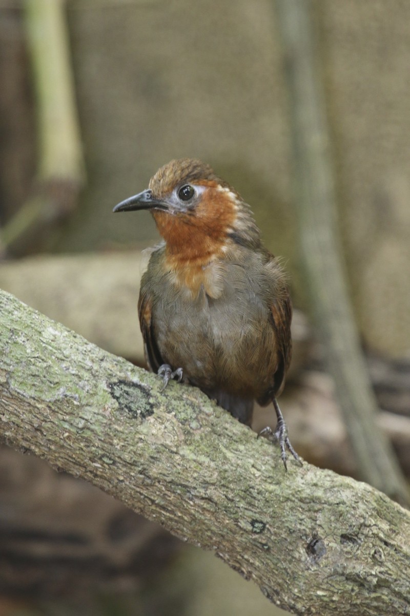 Song Wren - ML47890741