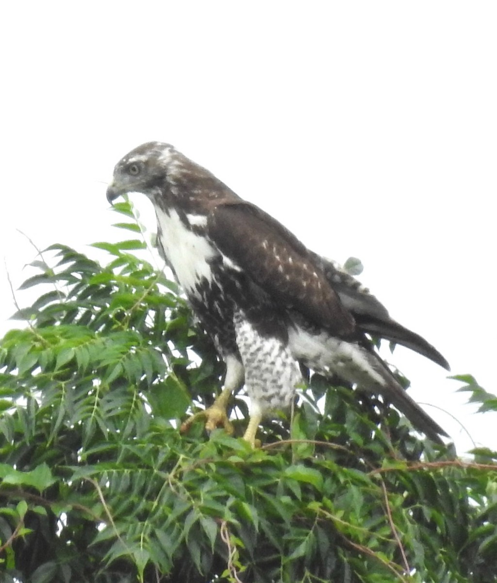 Red-tailed Hawk - ML478907741