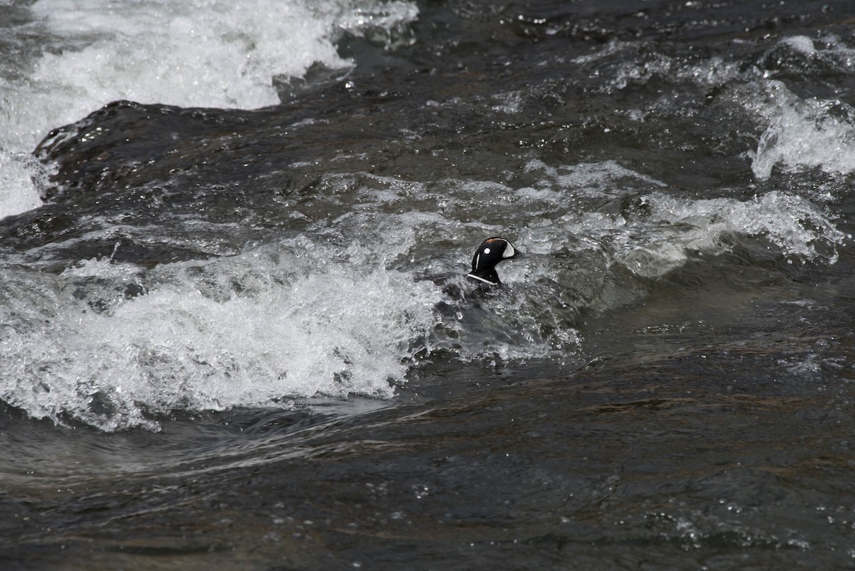 kačka strakatá - ML47890811