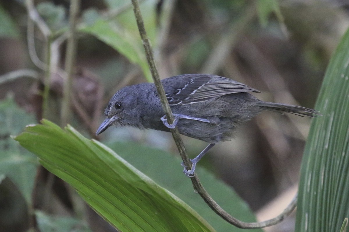 Dusky Antbird - ML47890861