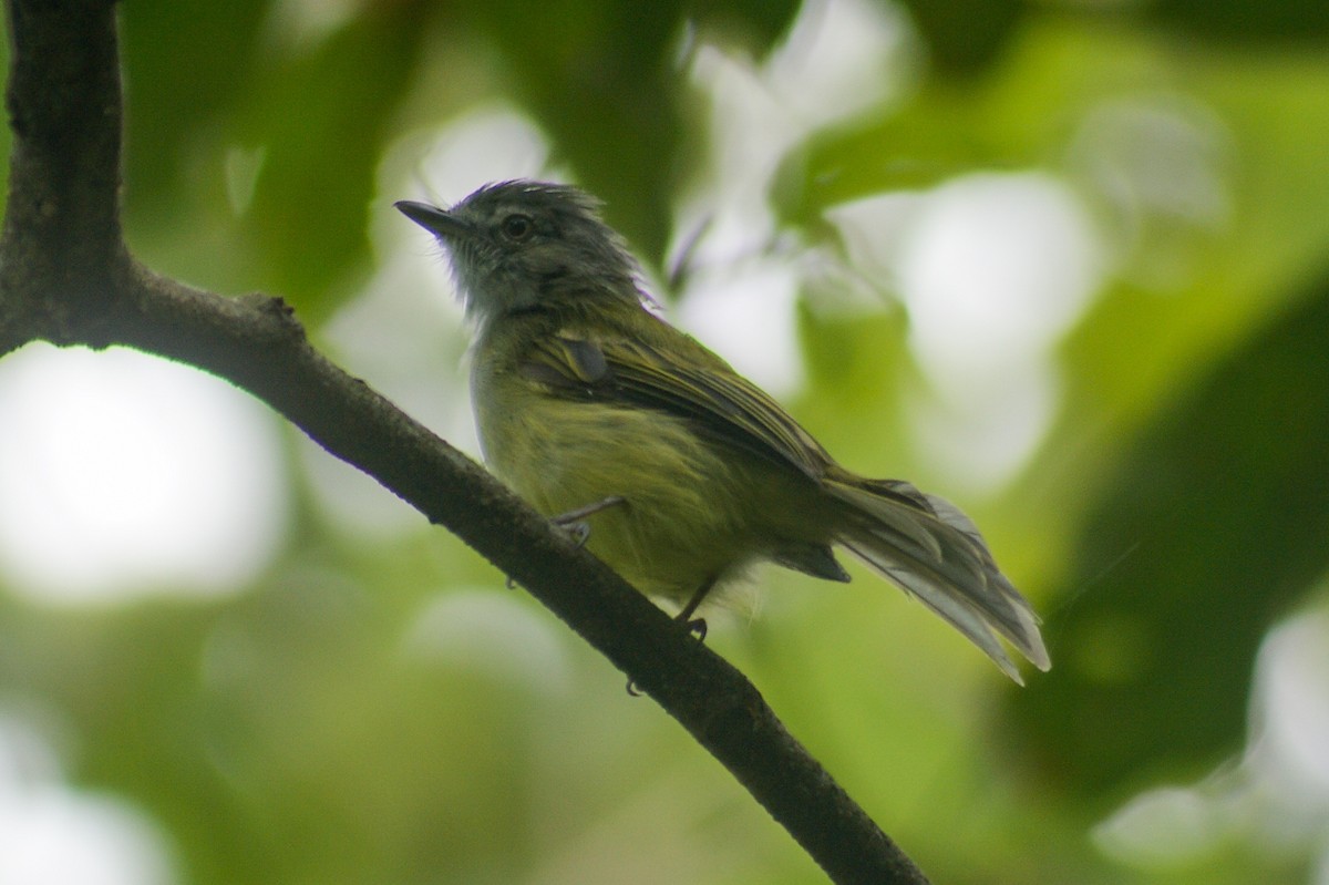 Olivscheitel-Breitschnabeltyrann - ML478908691