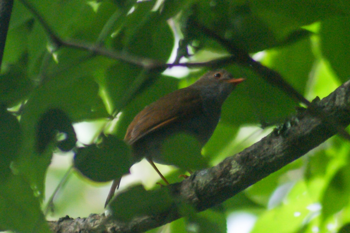 Orange-billed Nightingale-Thrush - James Gorriz