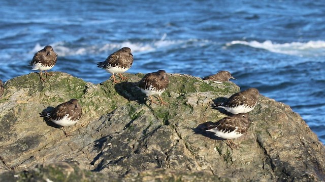 Black Turnstone - ML478910541