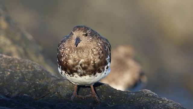 Black Turnstone - ML478910551