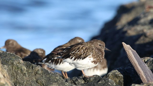 Black Turnstone - ML478910561