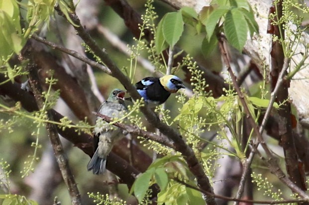 Golden-hooded Tanager - ML47891101