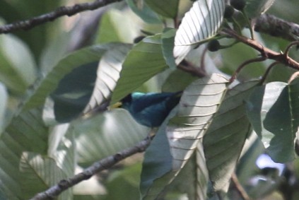 Green Honeycreeper - ML47891121