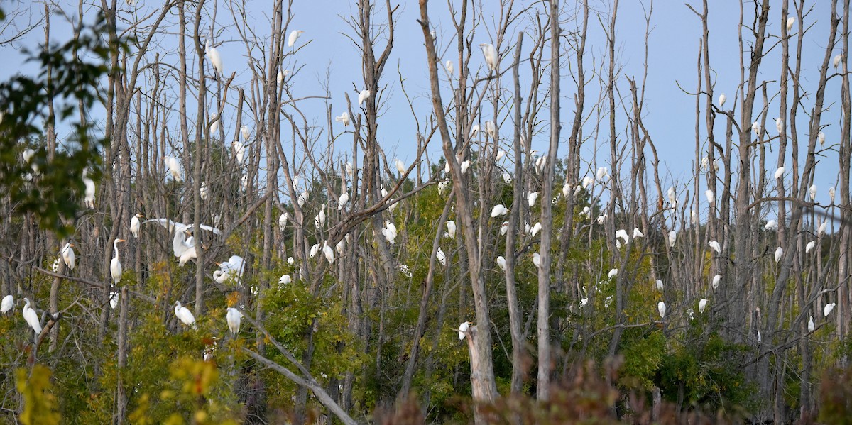 Great Egret - Andrea Heine