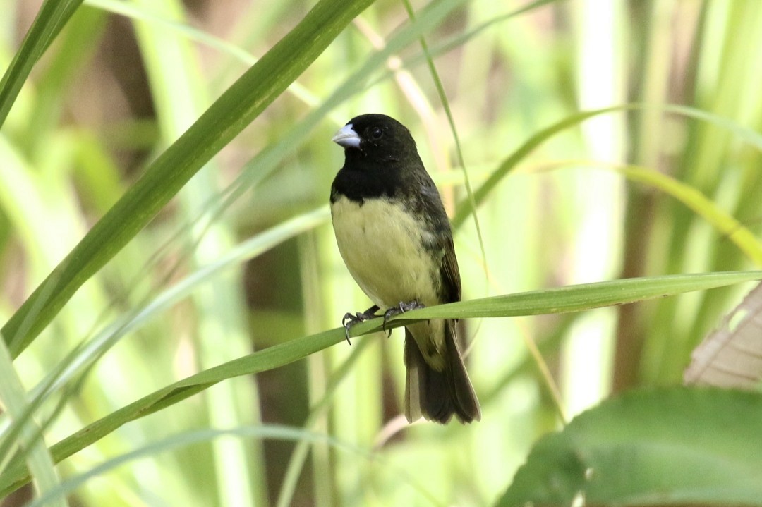 Yellow-bellied Seedeater - ML47891131