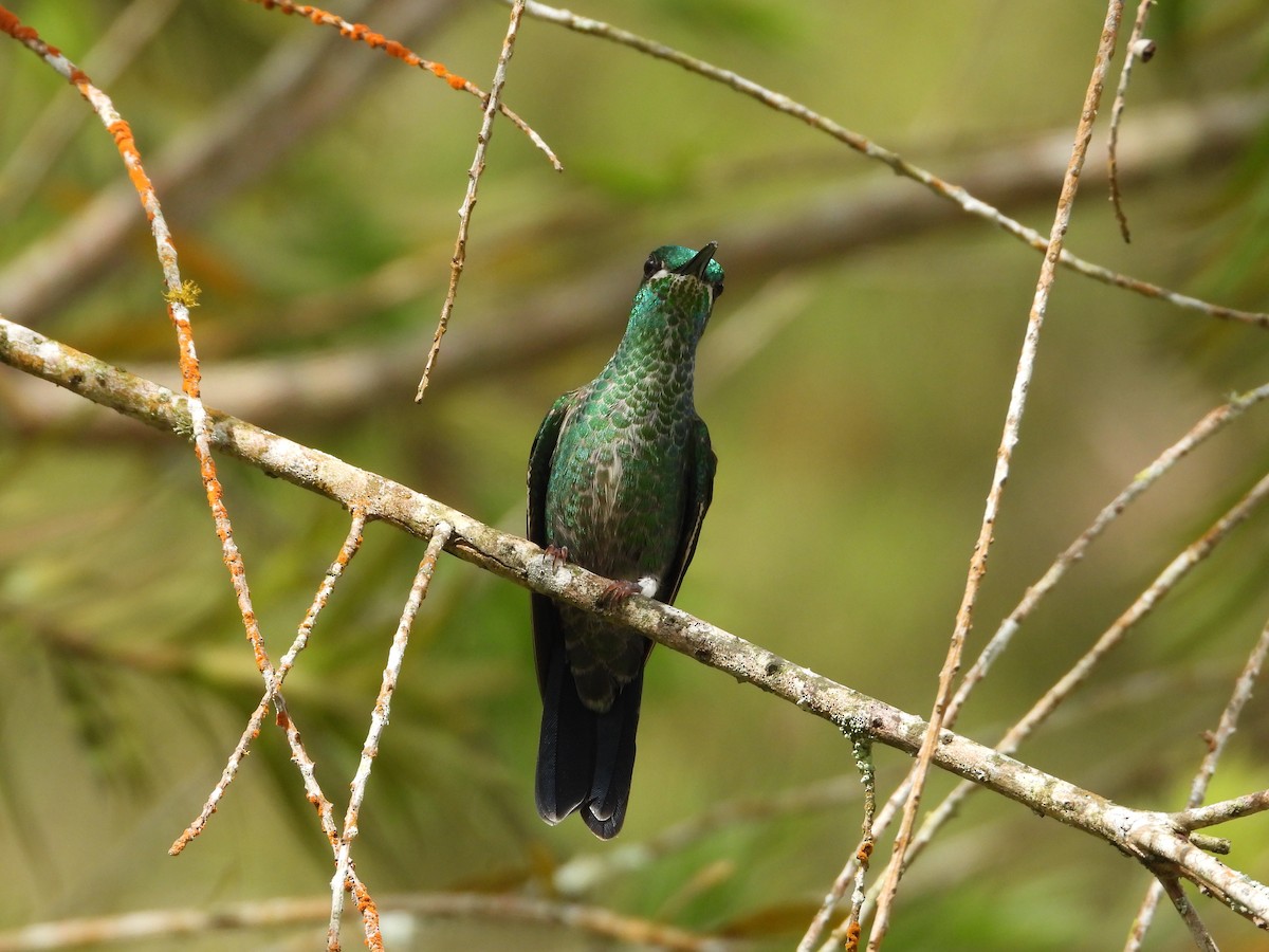 Green-crowned Brilliant - ML478911581