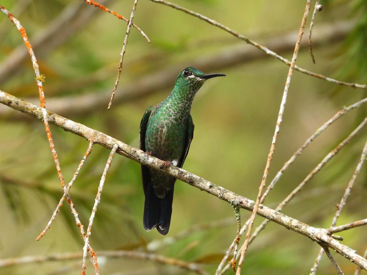 Green-crowned Brilliant - ML478911591