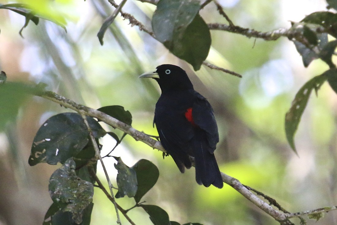 Scarlet-rumped Cacique - ML47891161