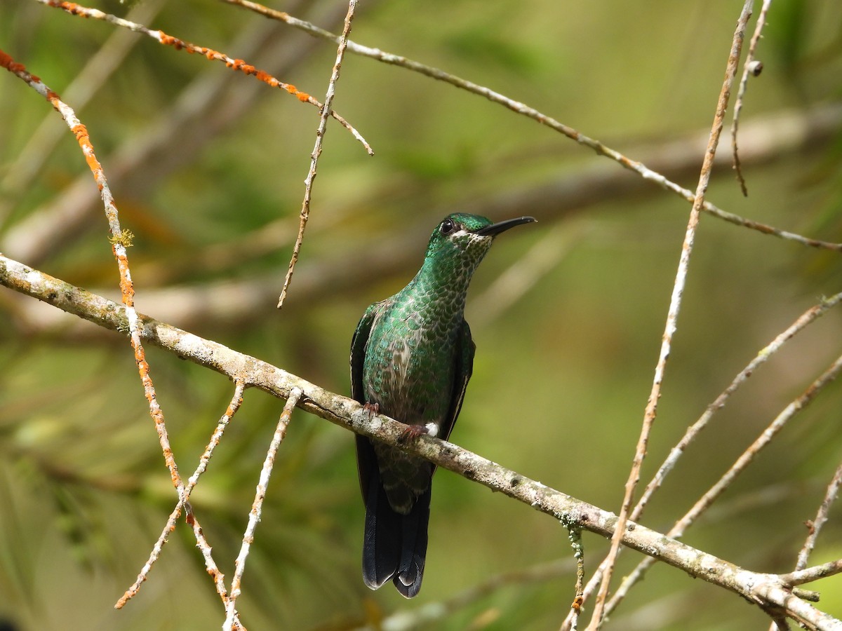 Green-crowned Brilliant - ML478911611