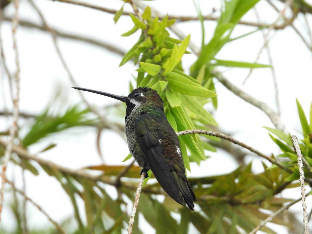 Long-billed Starthroat - ML478911791