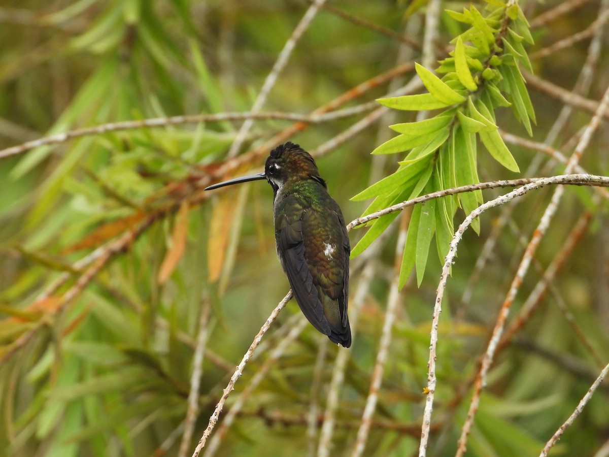 Long-billed Starthroat - Juan Carlos Luna Garcia