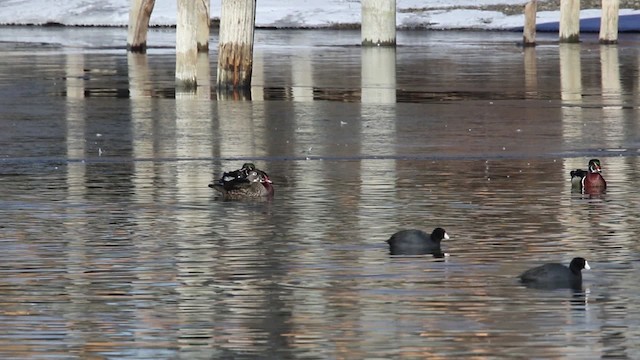 Wood Duck - ML478912