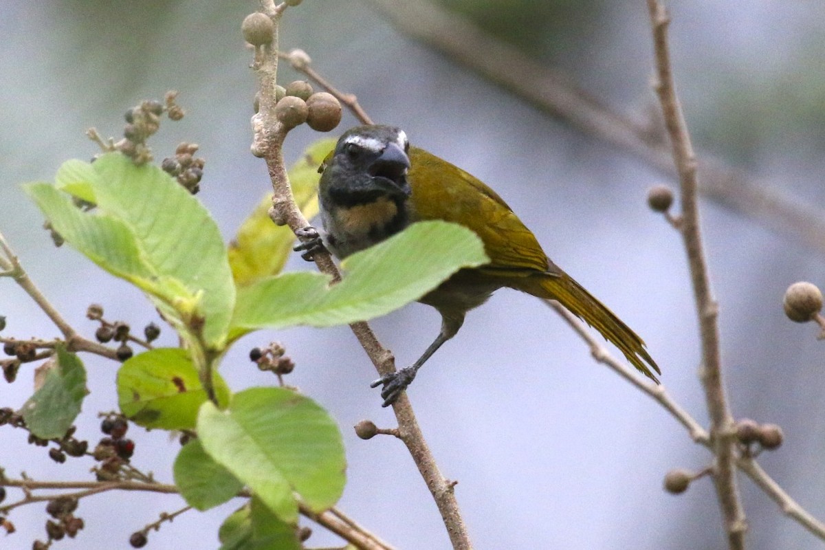 Buff-throated Saltator - ML47891201