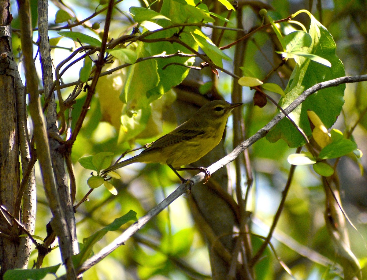 Prairie Warbler - ML478912031