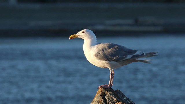 Glaucous-winged Gull - ML478913031