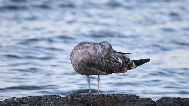 California Gull - ML478913171