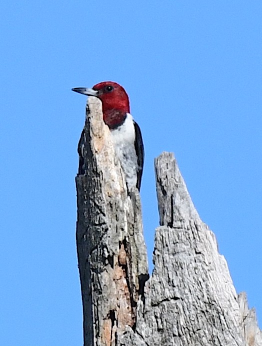 Red-headed Woodpecker - ML478913441