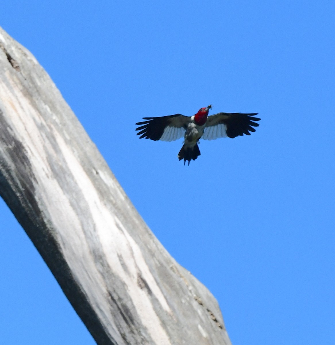 Red-headed Woodpecker - ML478913461