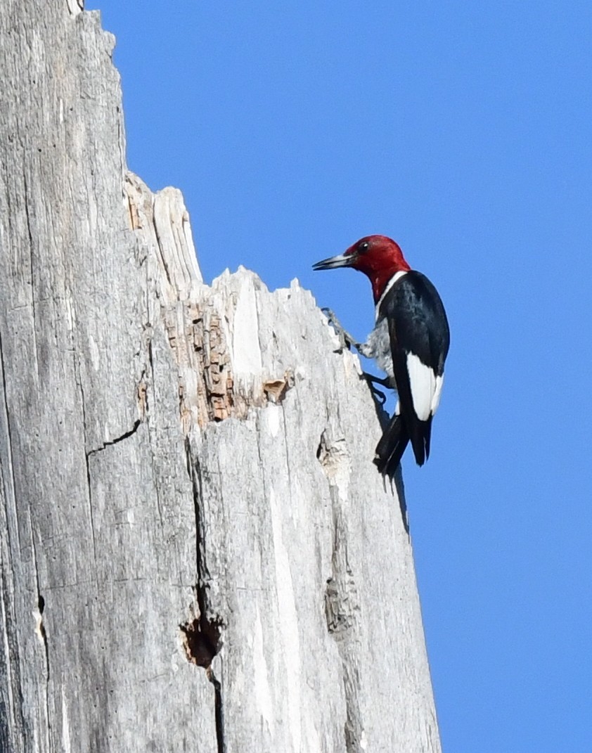 Red-headed Woodpecker - ML478913491