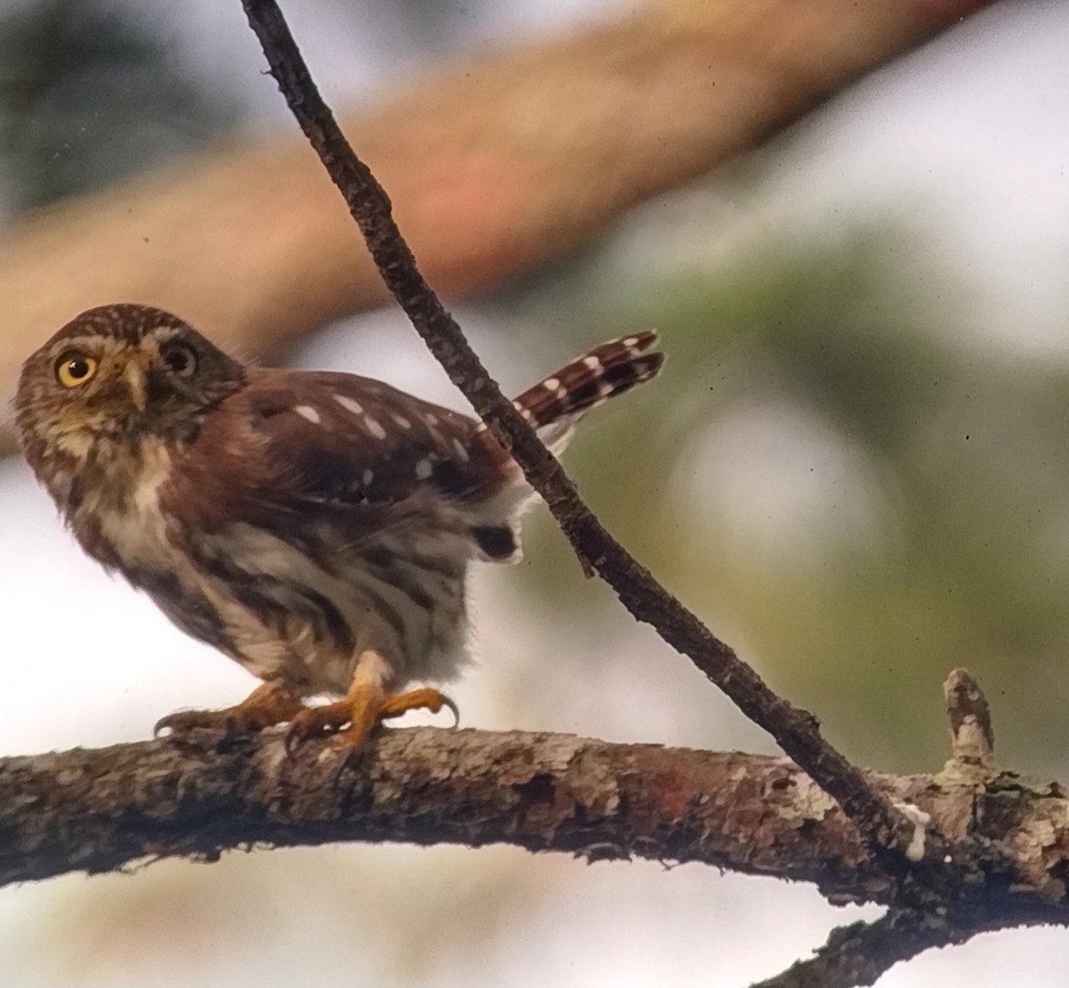 Ferruginous Pygmy-Owl - Liliana Matute Mandujano