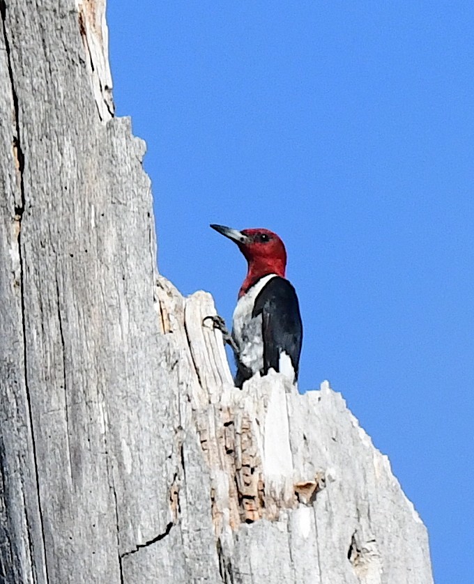Red-headed Woodpecker - ML478913531