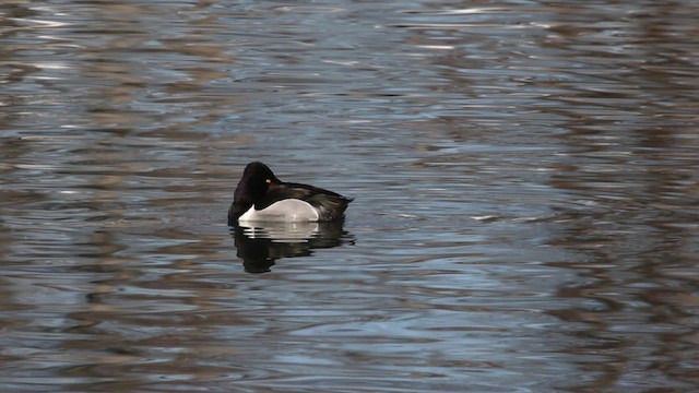 Ring-necked Duck - ML478914
