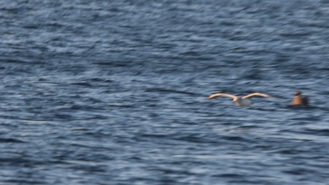 California Gull - ML478914181