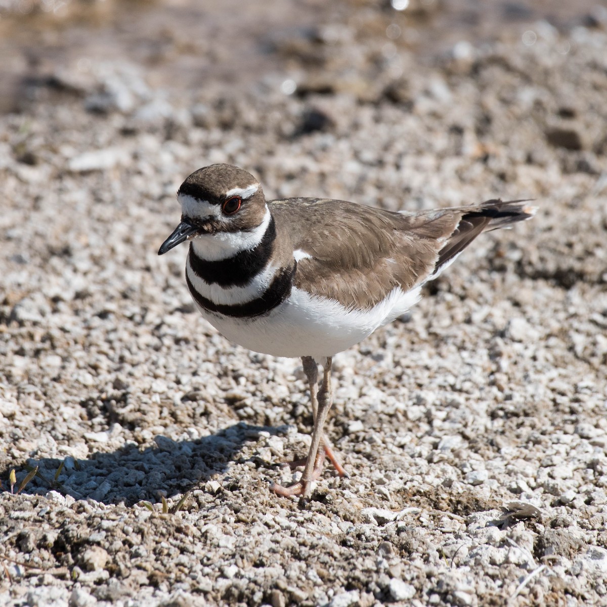 kulík rezavoocasý - ML47891471